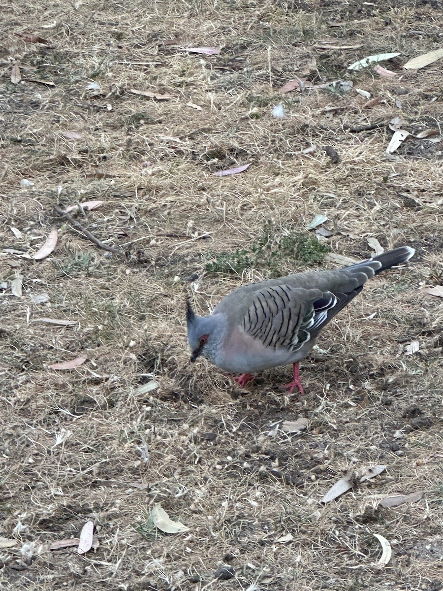 Crested Pigeon - ML643246914