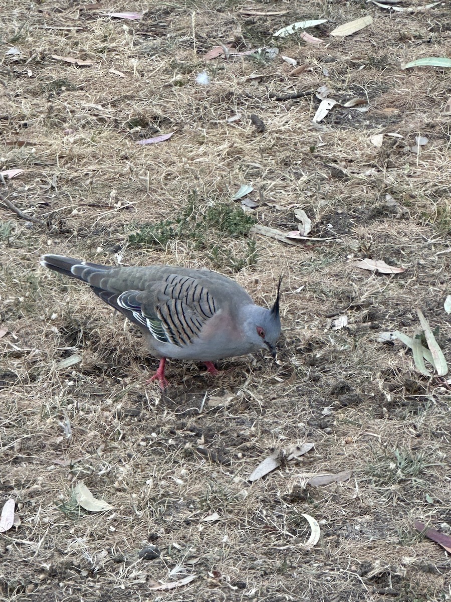 Crested Pigeon - ML643246915