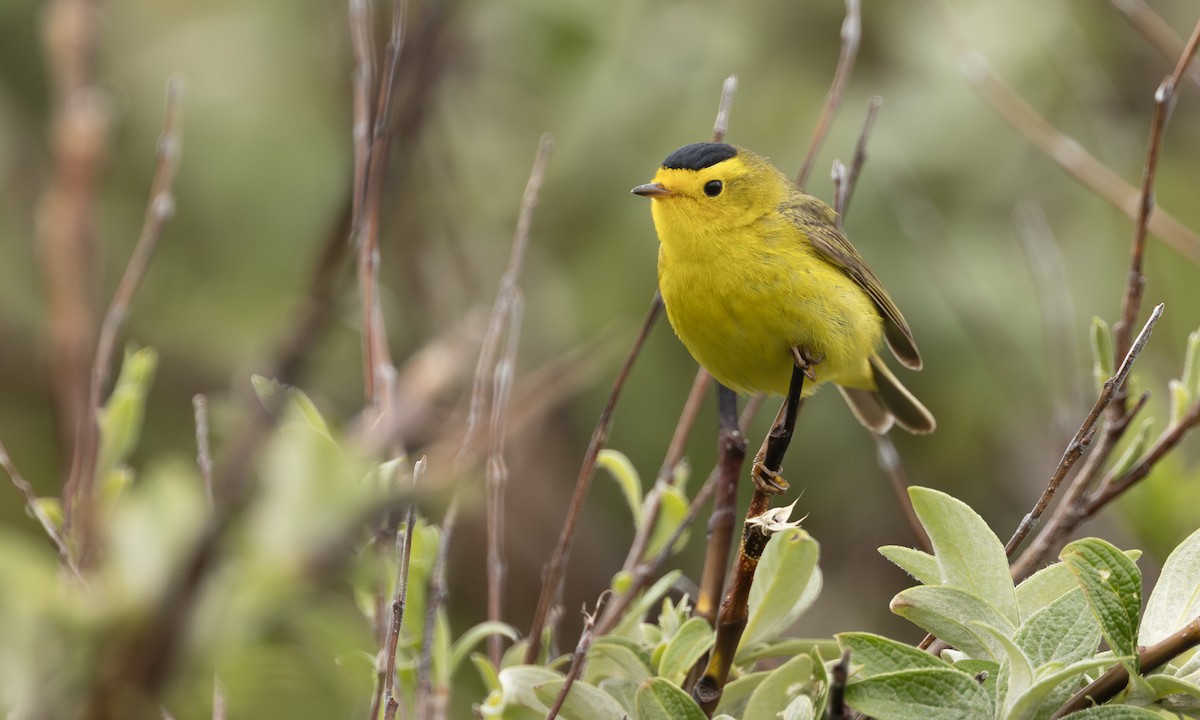 Wilson's Warbler - ML643246919