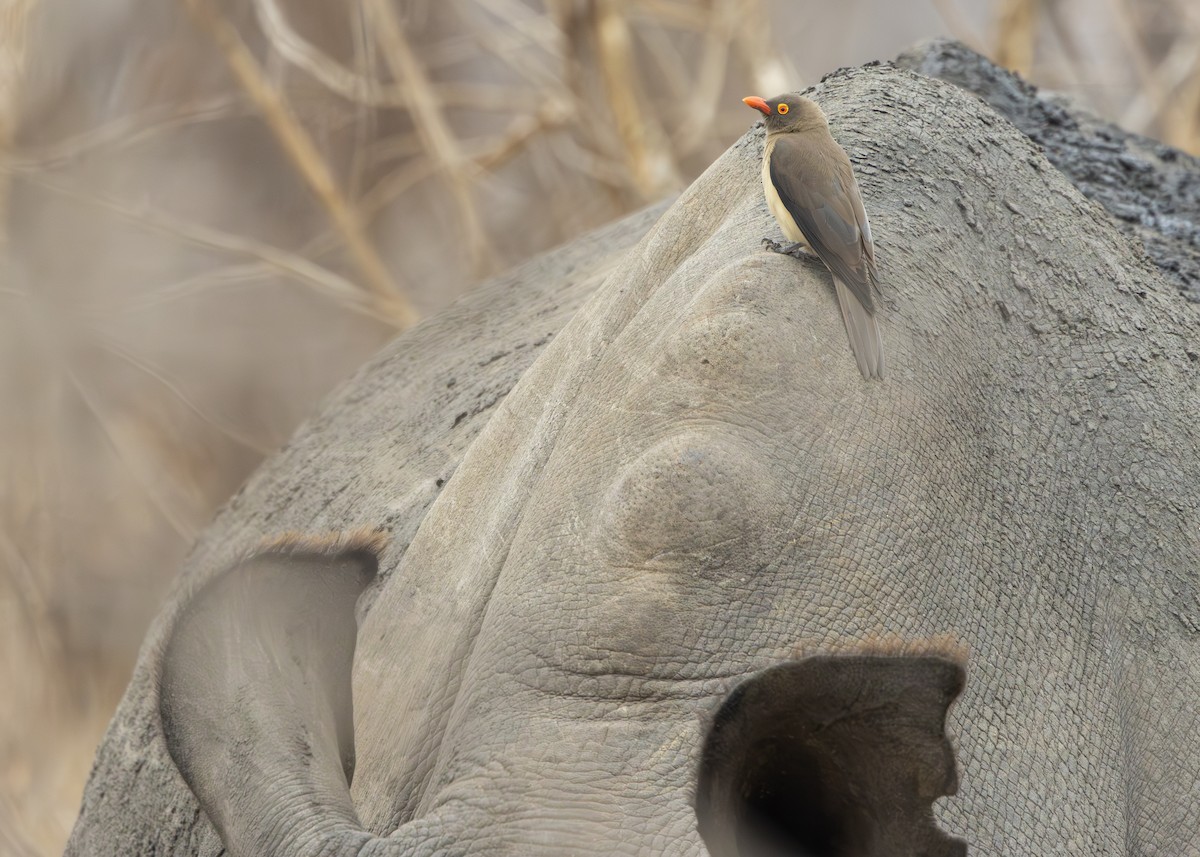 Red-billed Oxpecker - ML643246925