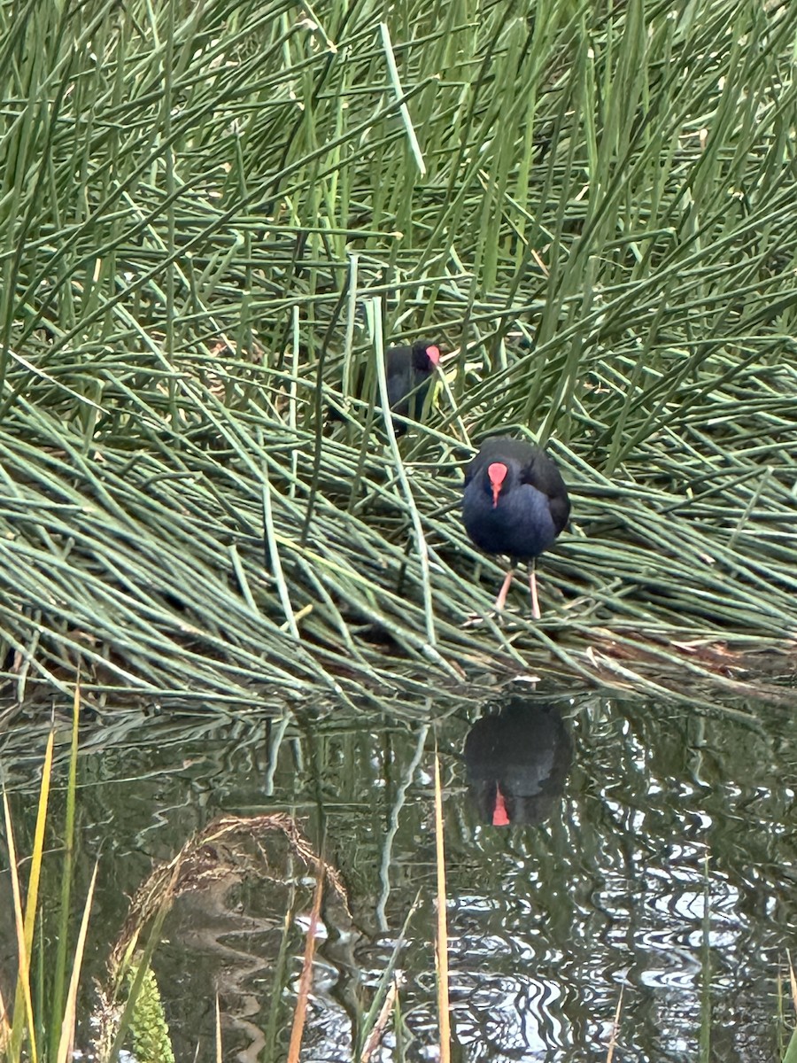 Australasian Swamphen - ML643246931
