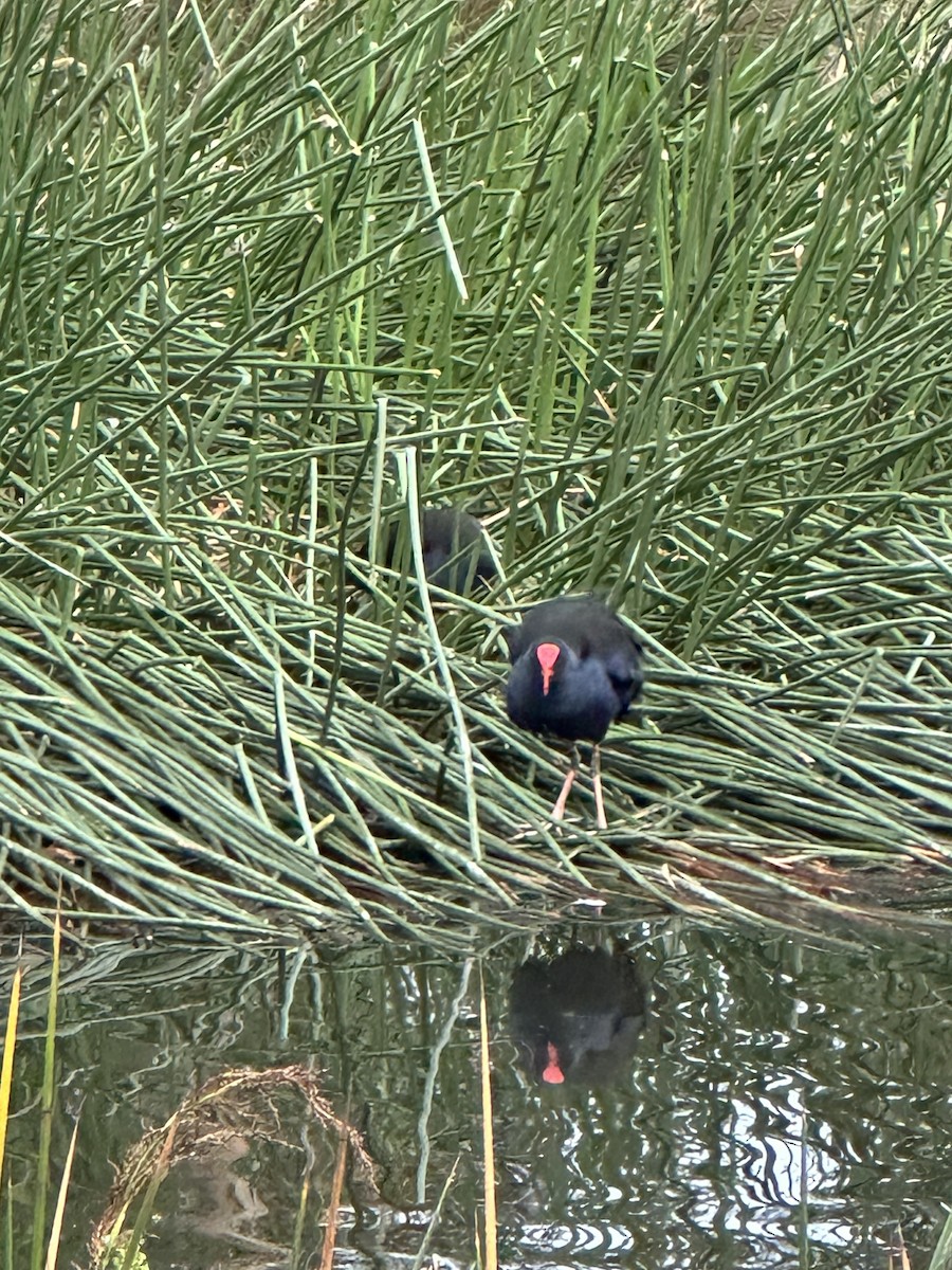 Australasian Swamphen - ML643246932