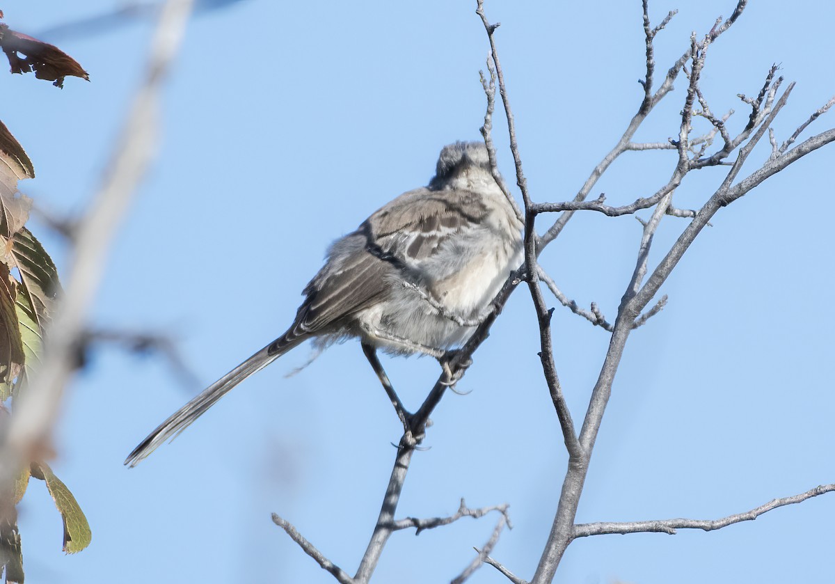 Northern Mockingbird - ML643246933