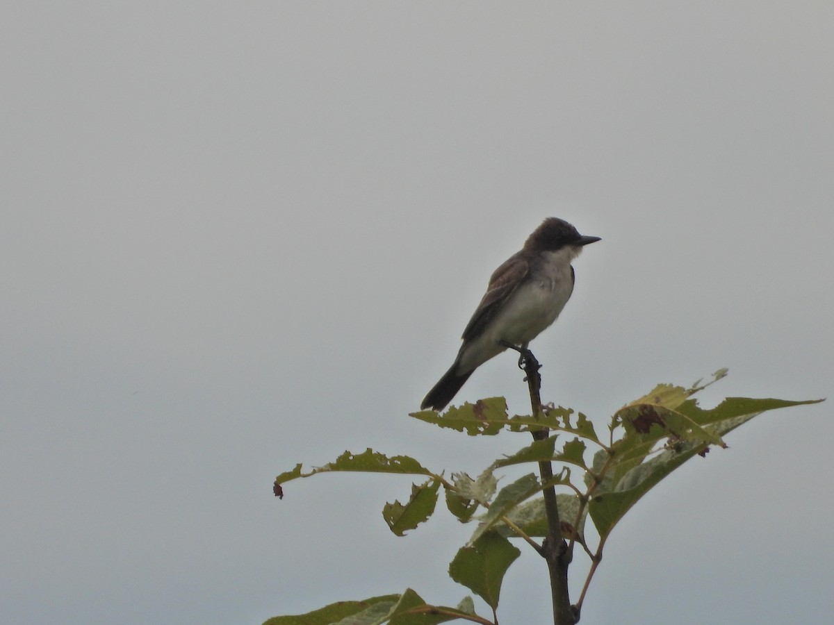 Eastern Kingbird - ML643246934