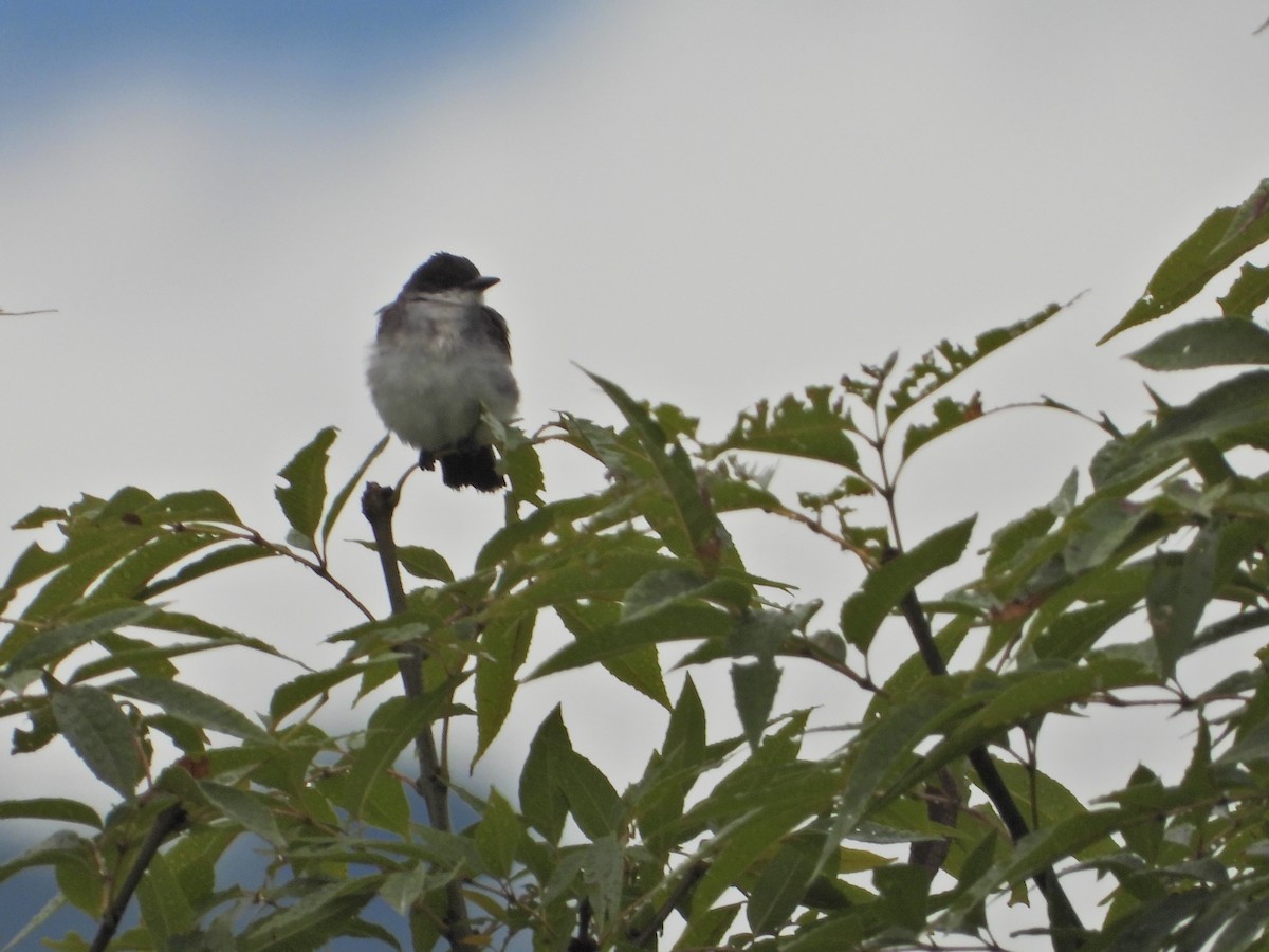 Eastern Kingbird - ML643246935
