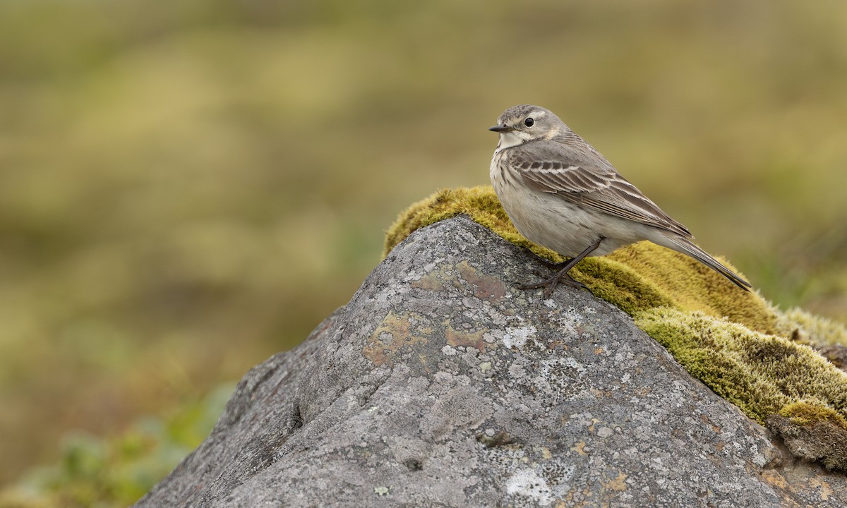 American Pipit - ML643246955