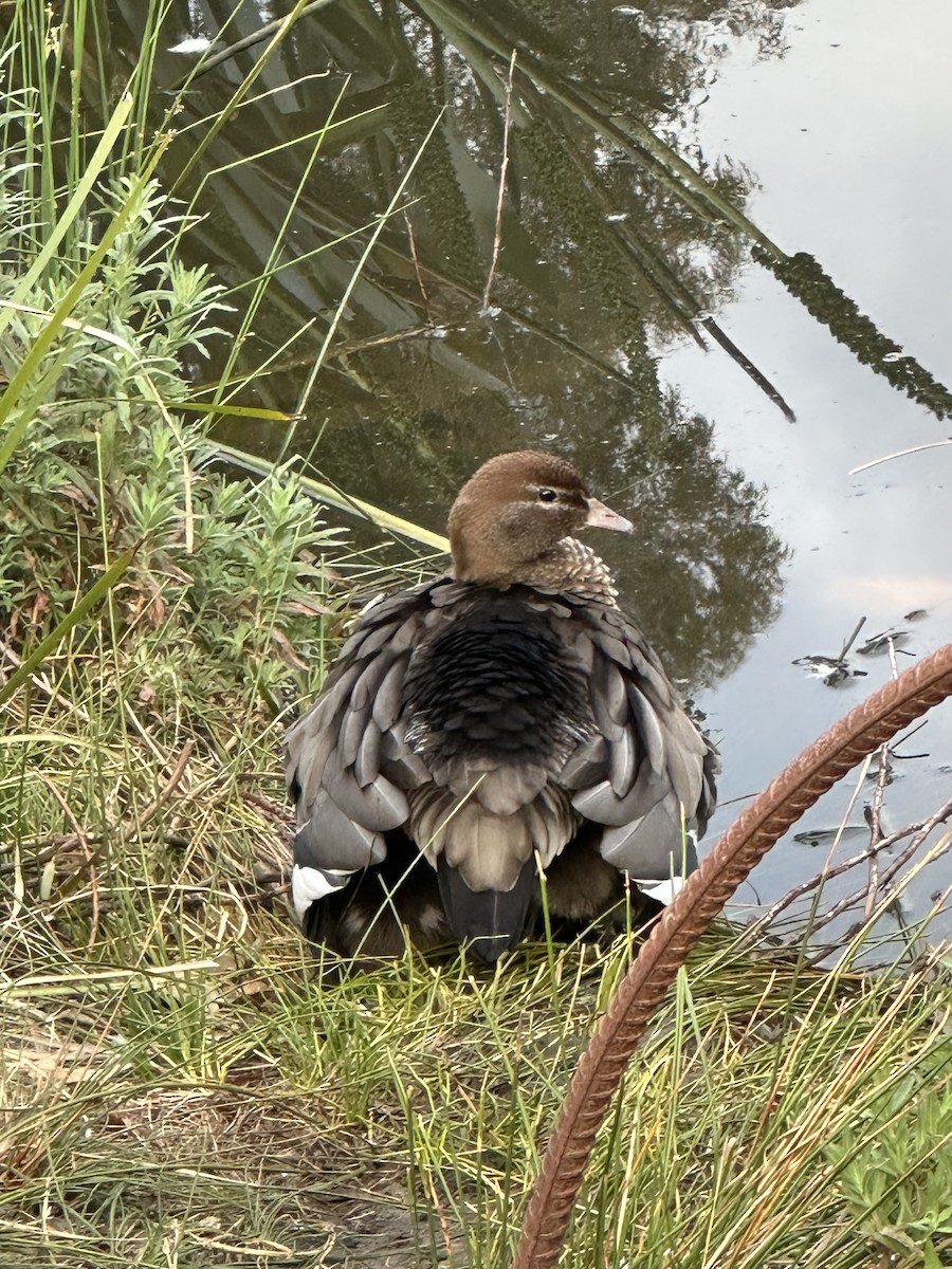 Maned Duck - ML643246957