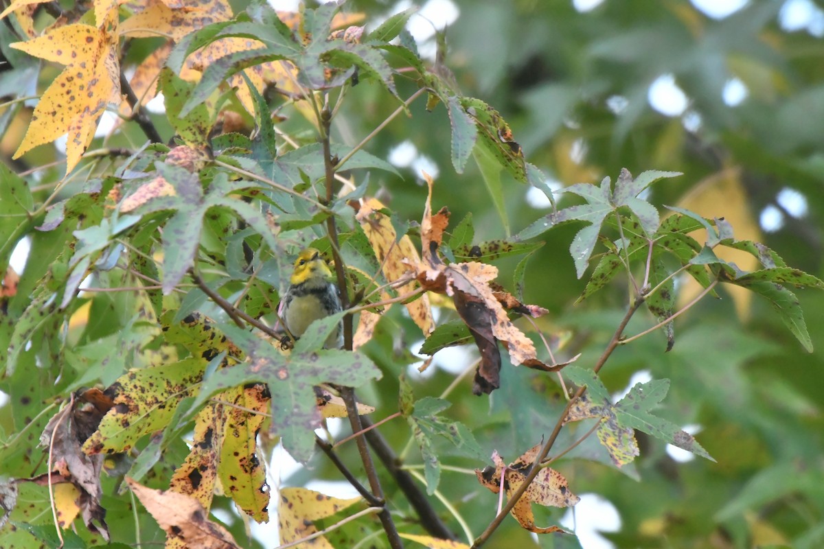 grønnparula - ML643246971