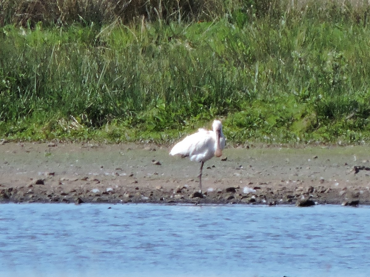 skjestork - ML643246972