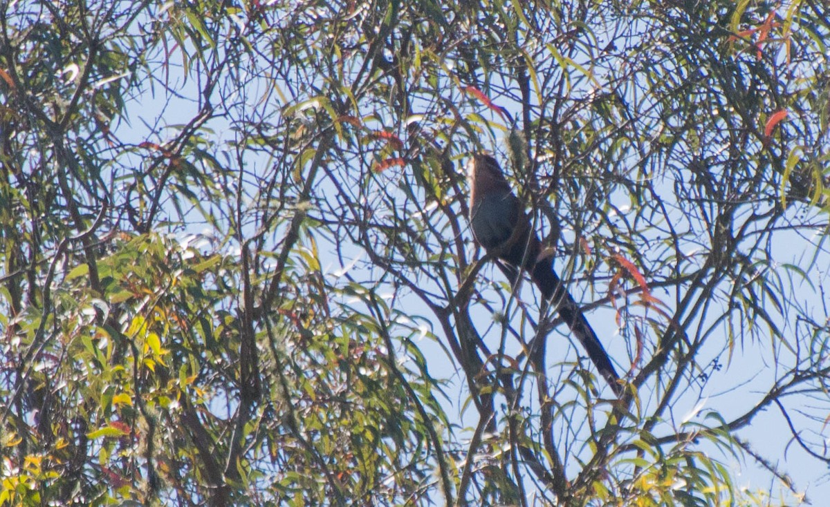 Squirrel Cuckoo - ML643246979