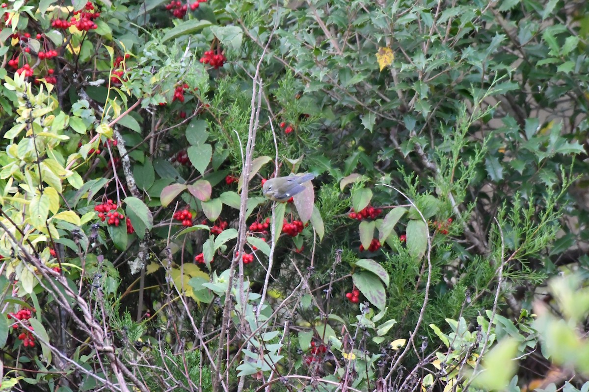 blåparula - ML643246993