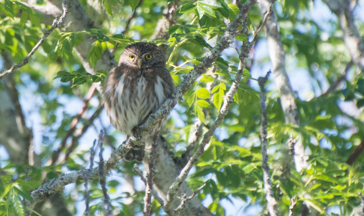 Ferruginous Pygmy-Owl - ML643247011