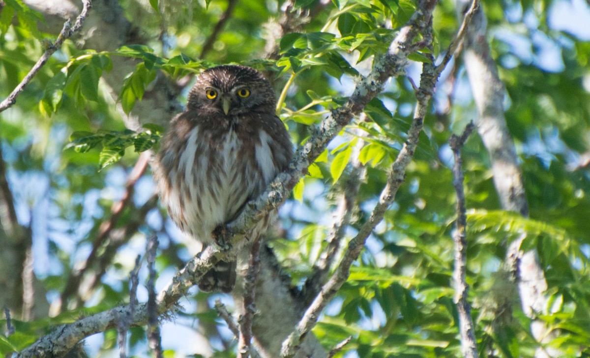 Ferruginous Pygmy-Owl - ML643247012