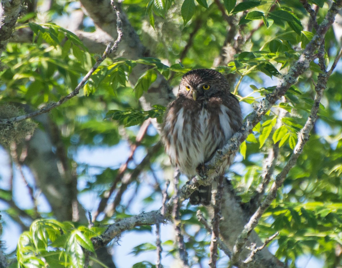 Ferruginous Pygmy-Owl - ML643247013