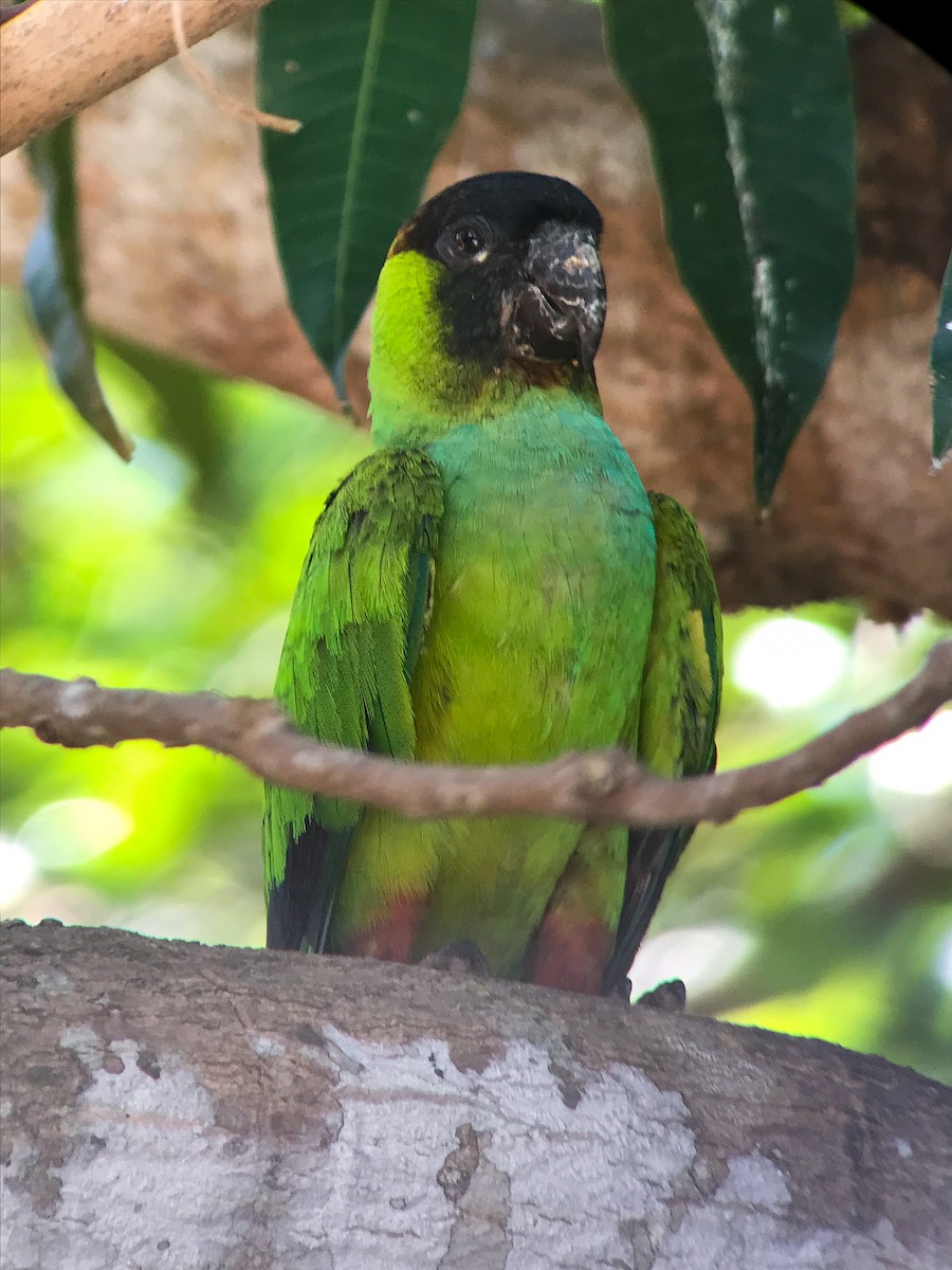 Nanday Parakeet - ML643247023
