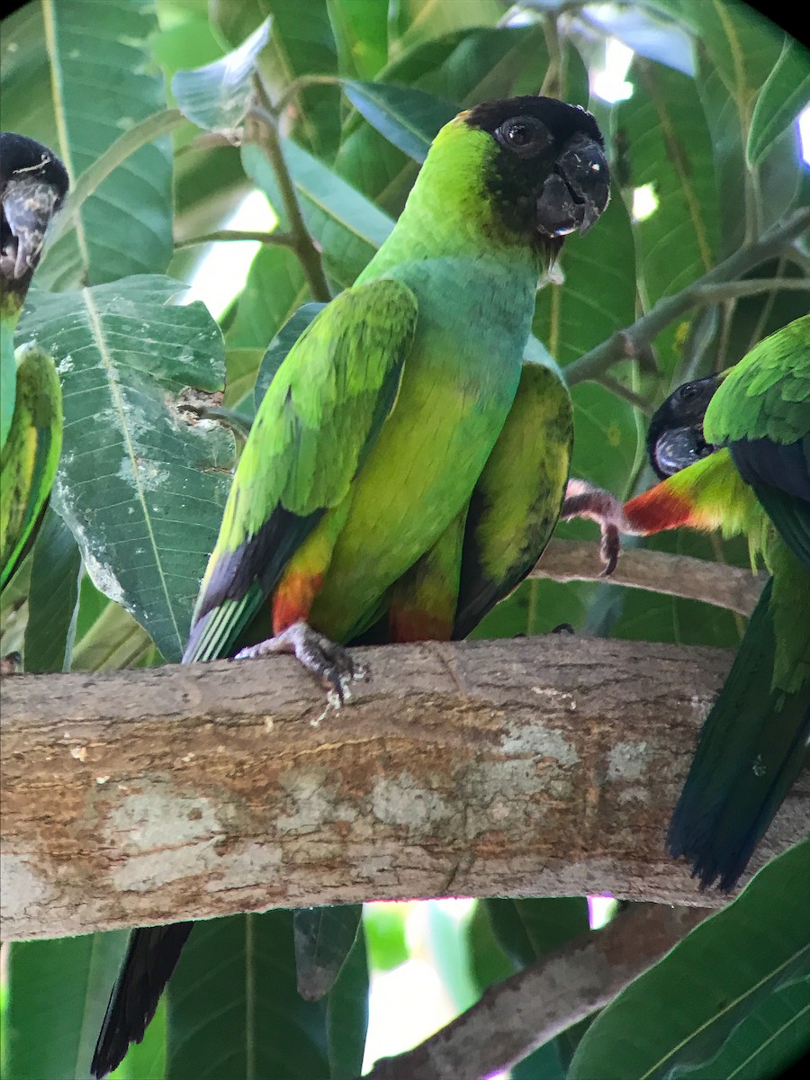 Nanday Parakeet - ML643247024