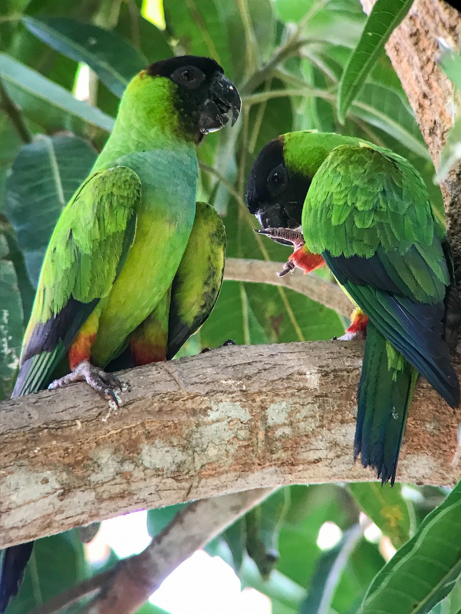 Nanday Parakeet - ML643247028