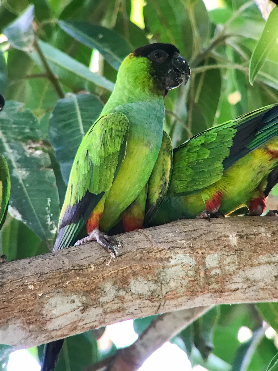 Nanday Parakeet - ML643247031
