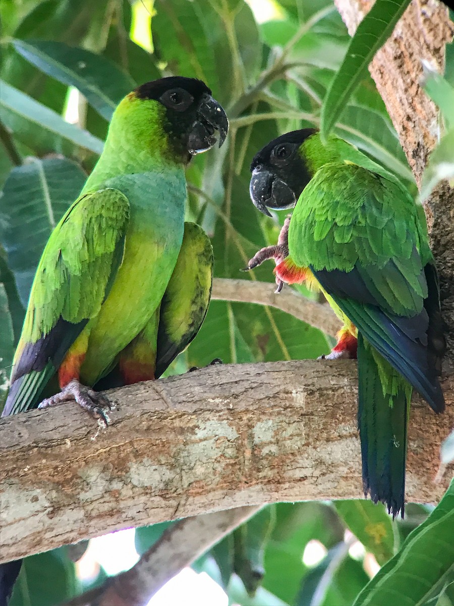 Nanday Parakeet - ML643247032