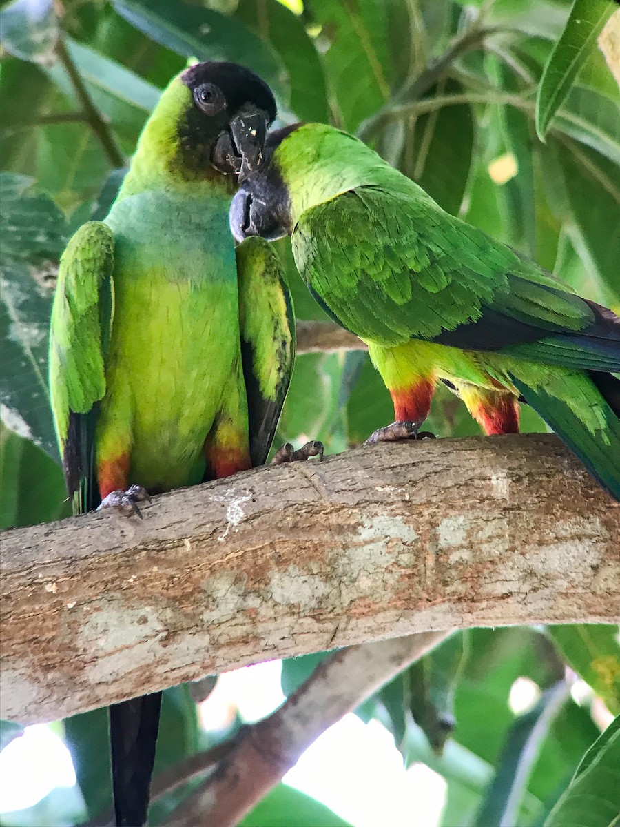 Nanday Parakeet - ML643247033