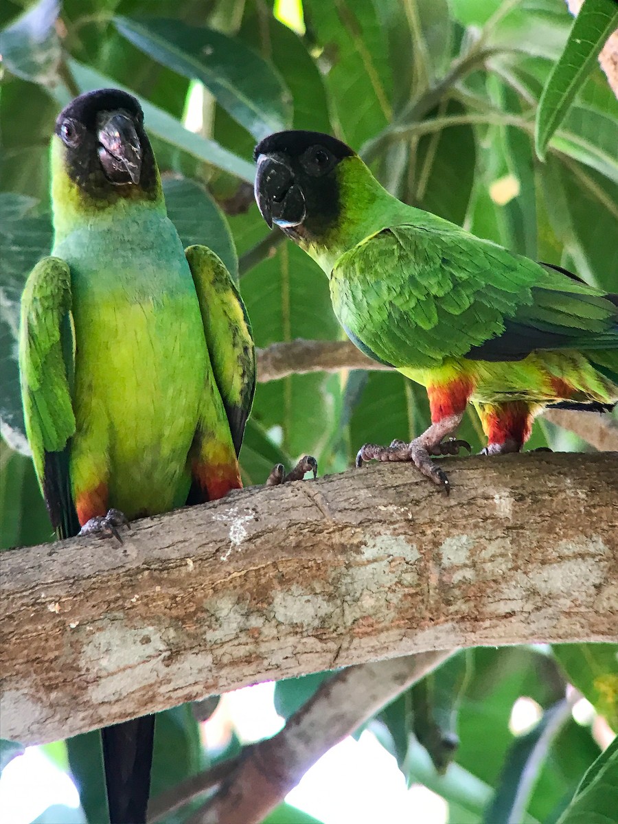 Nanday Parakeet - ML643247034