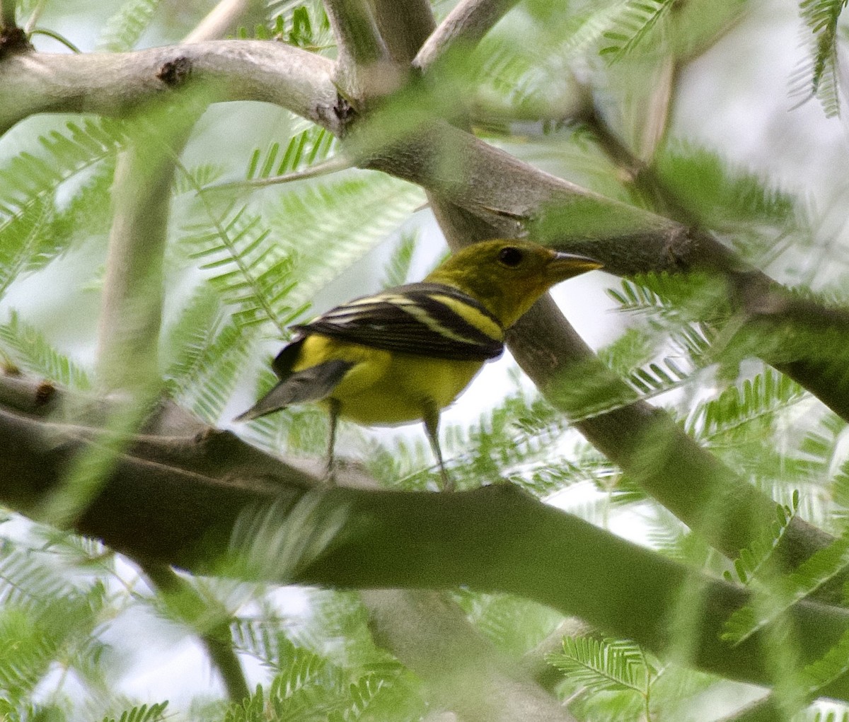Western Tanager - ML643247046