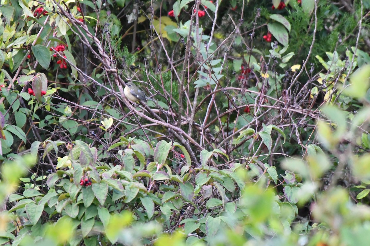 blåparula - ML643247055