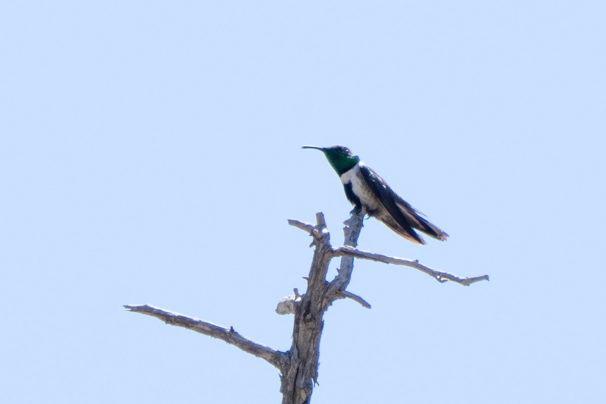 Colibri à flancs blancs - ML643247063