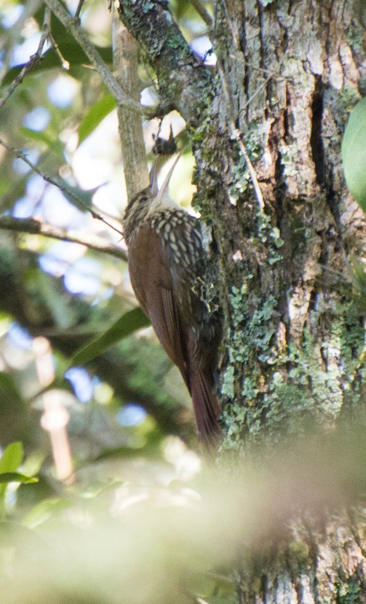 Scalloped Woodcreeper - ML643247071