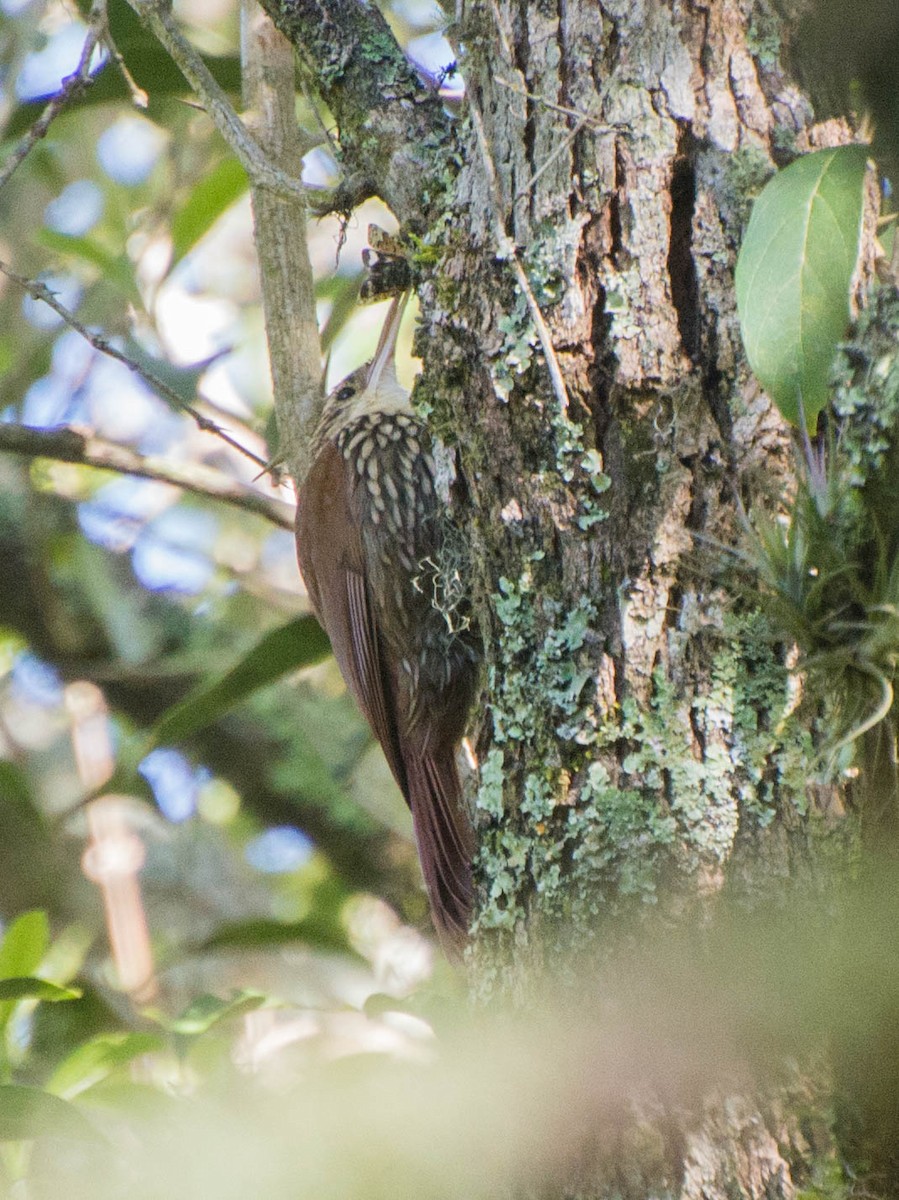 Scalloped Woodcreeper - ML643247072