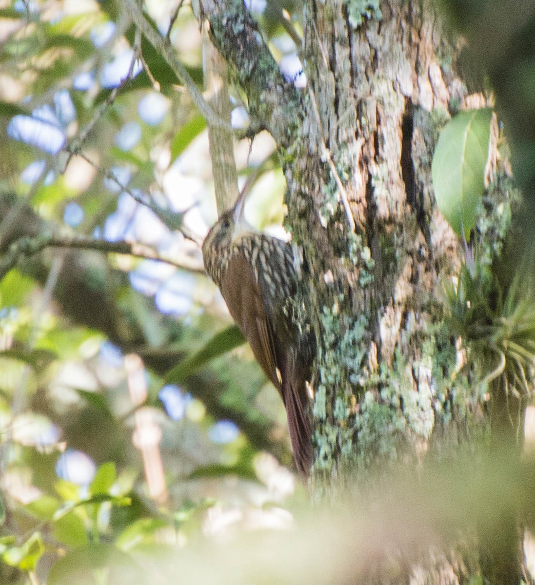 Scalloped Woodcreeper - ML643247073