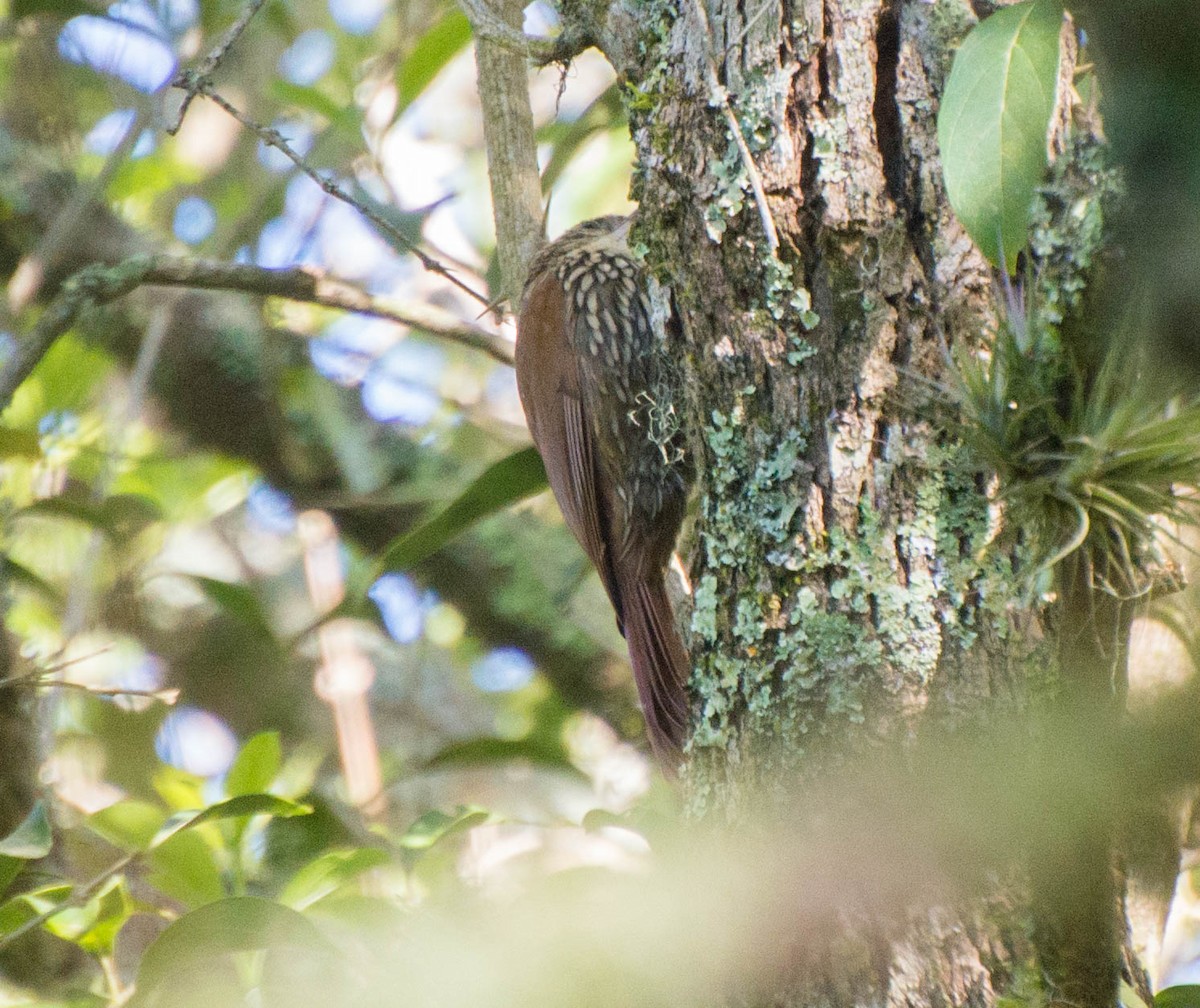 Scalloped Woodcreeper - ML643247074