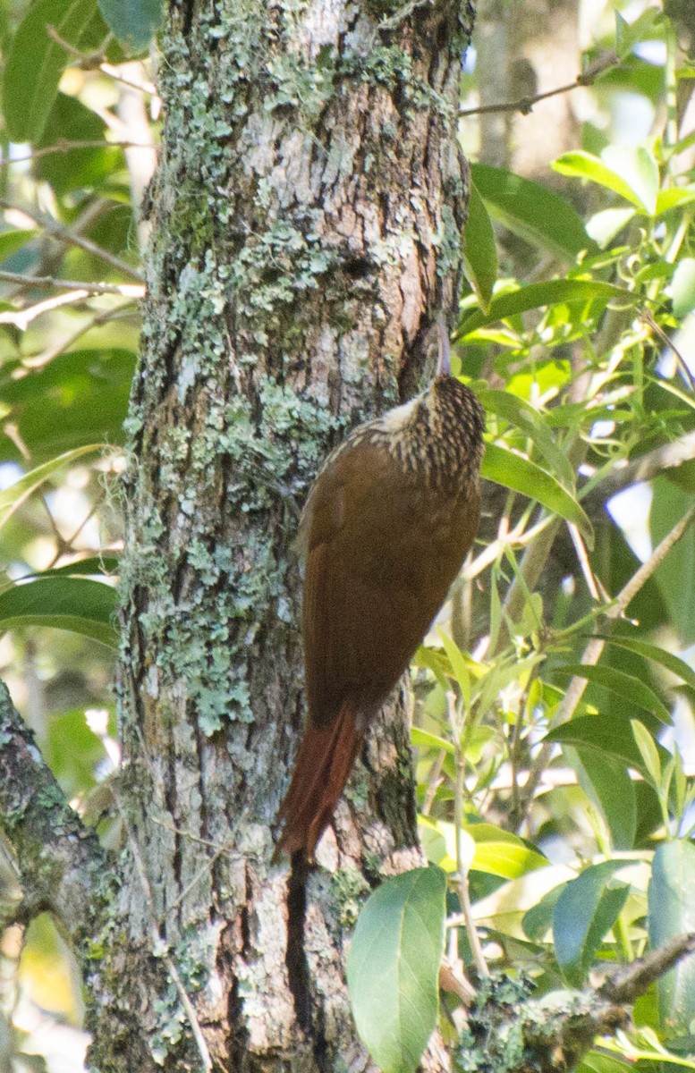 Scalloped Woodcreeper - ML643247075