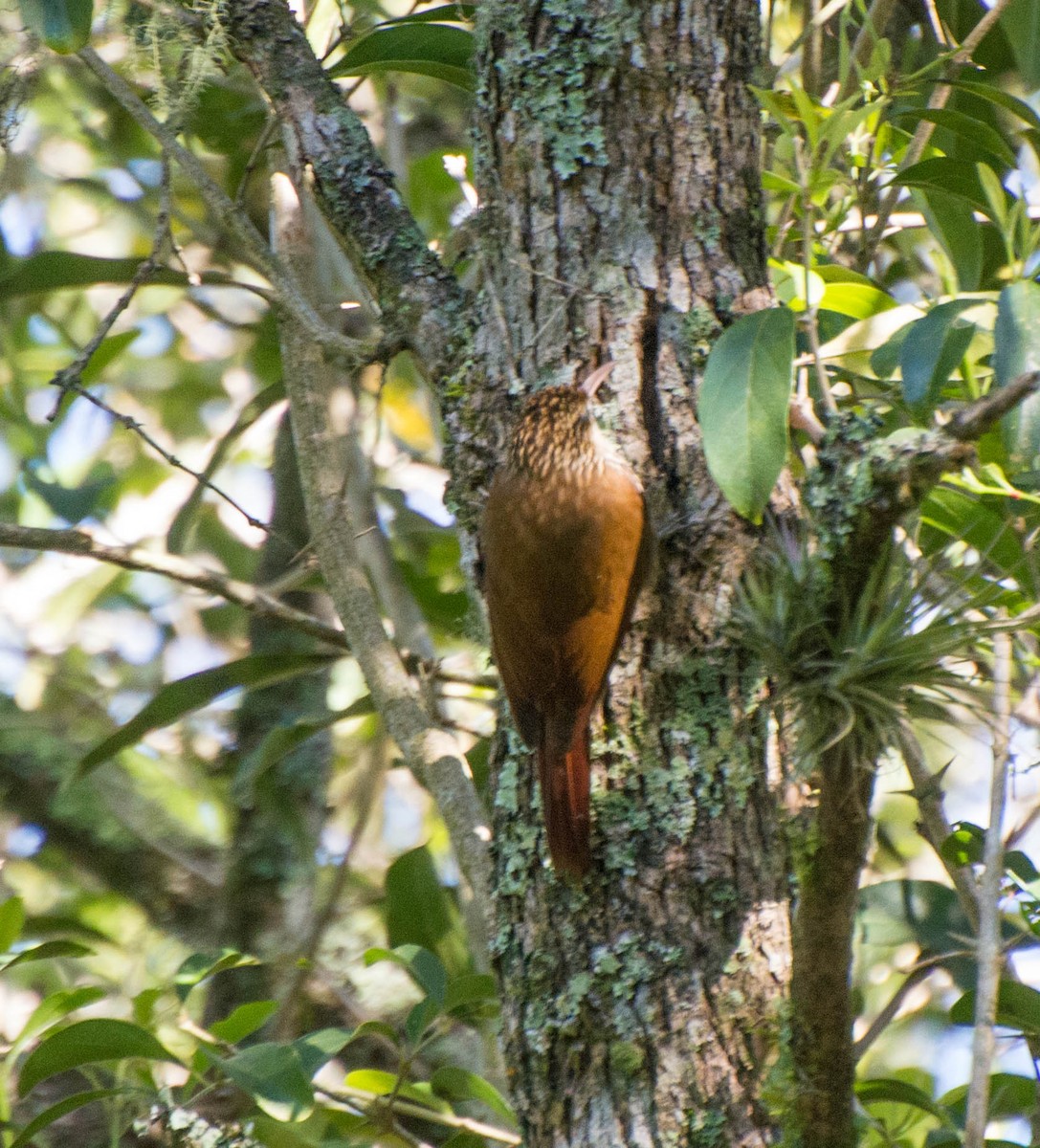 Scalloped Woodcreeper - ML643247076