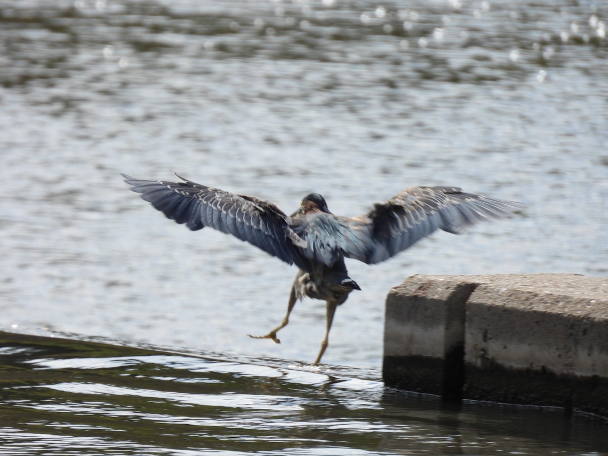 Green Heron - ML643247103