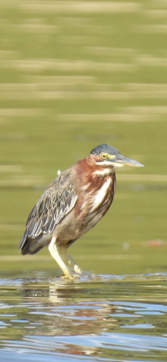 Green Heron - ML643247104