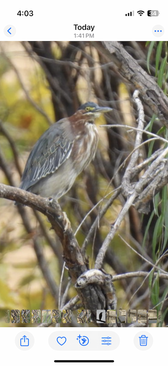 Green Heron - ML643247106