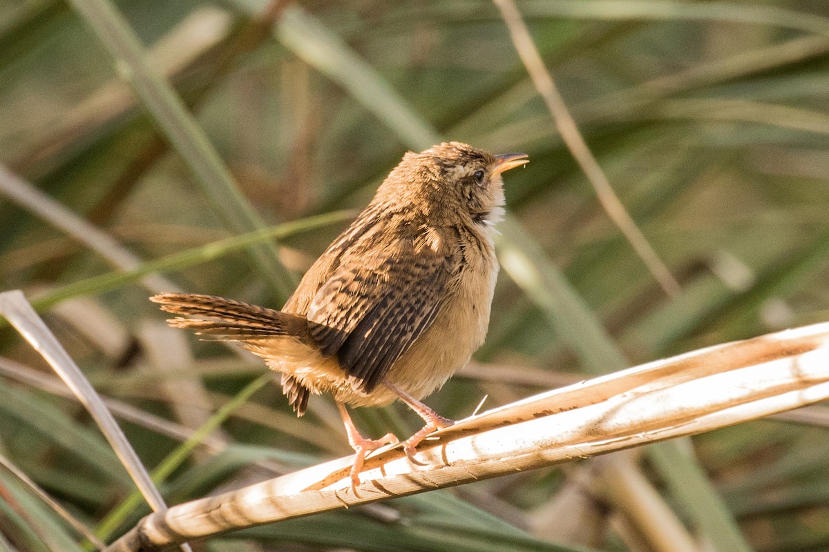 Grass Wren - ML643247130