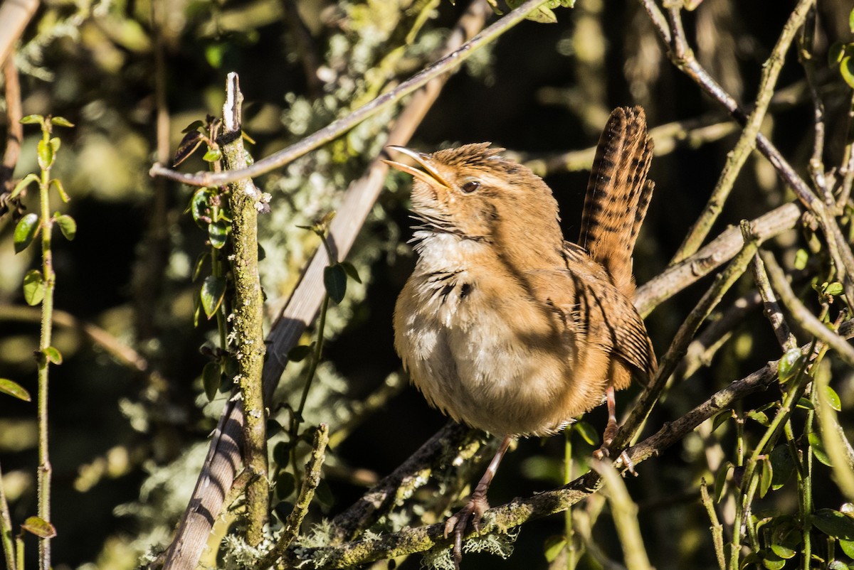 Grass Wren - ML643247131