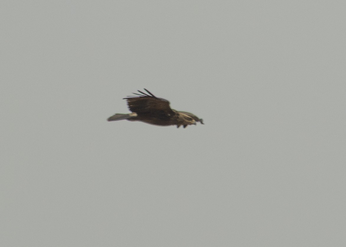 Tawny Eagle - ML643247132