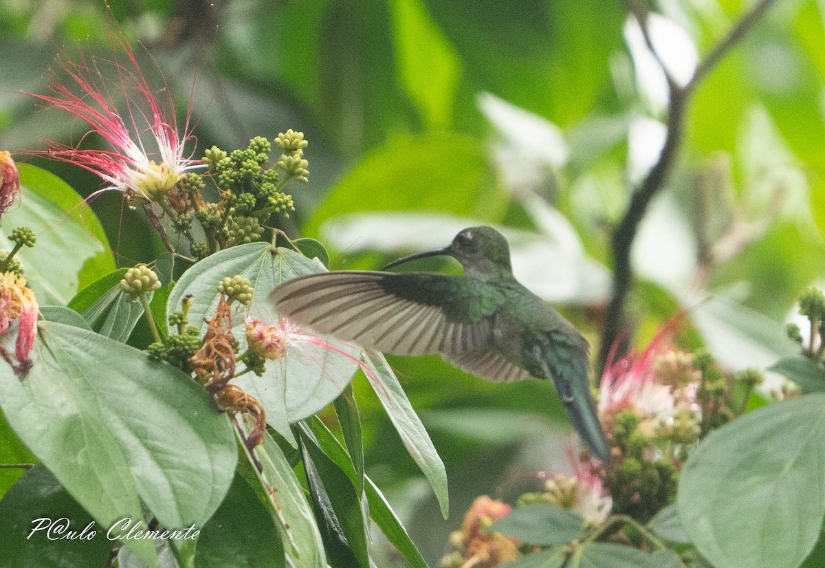 Gray-breasted Sabrewing - ML643247133