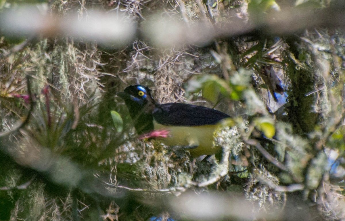 Plush-crested Jay - ML643247136