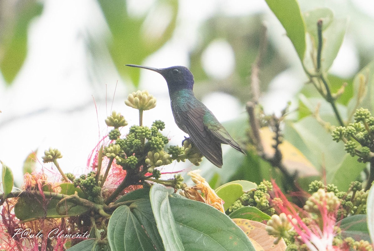 Golden-tailed Sapphire - ML643247140