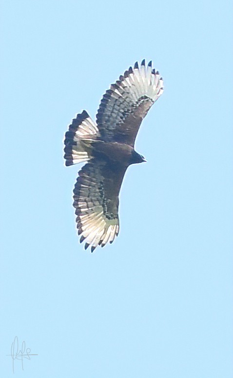 Black-and-chestnut Eagle - ML643247142