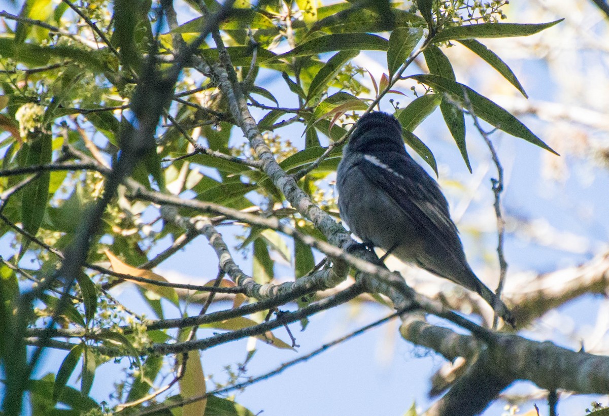 White-winged Becard - ML643247158
