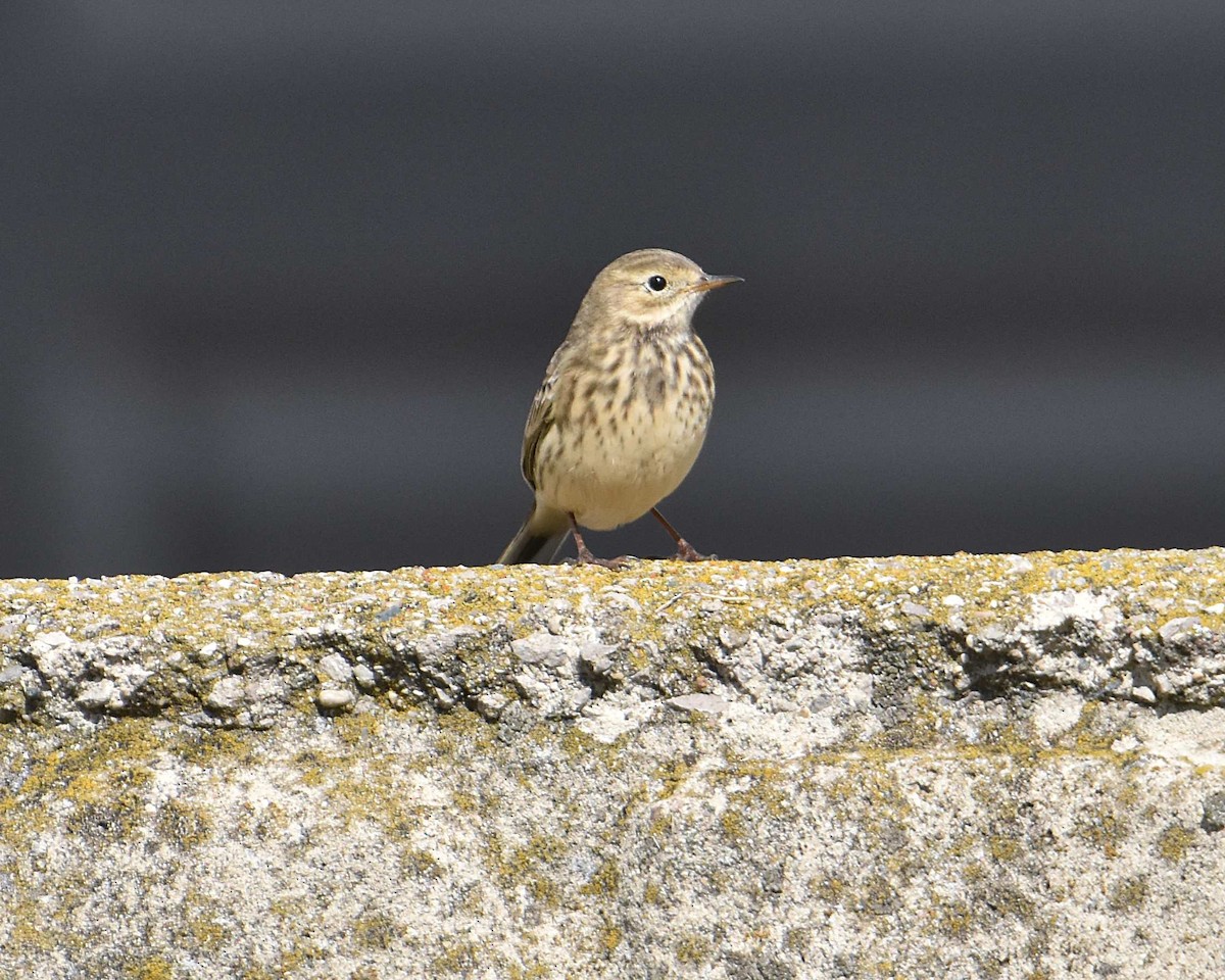 American Pipit - ML643247194