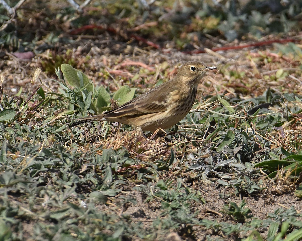 American Pipit - ML643247195