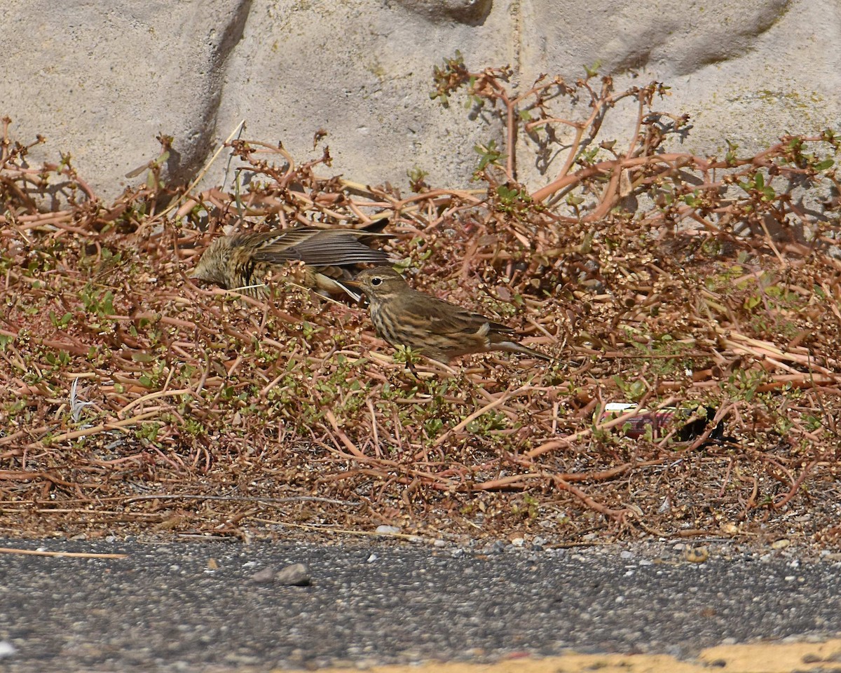 American Pipit - ML643247196