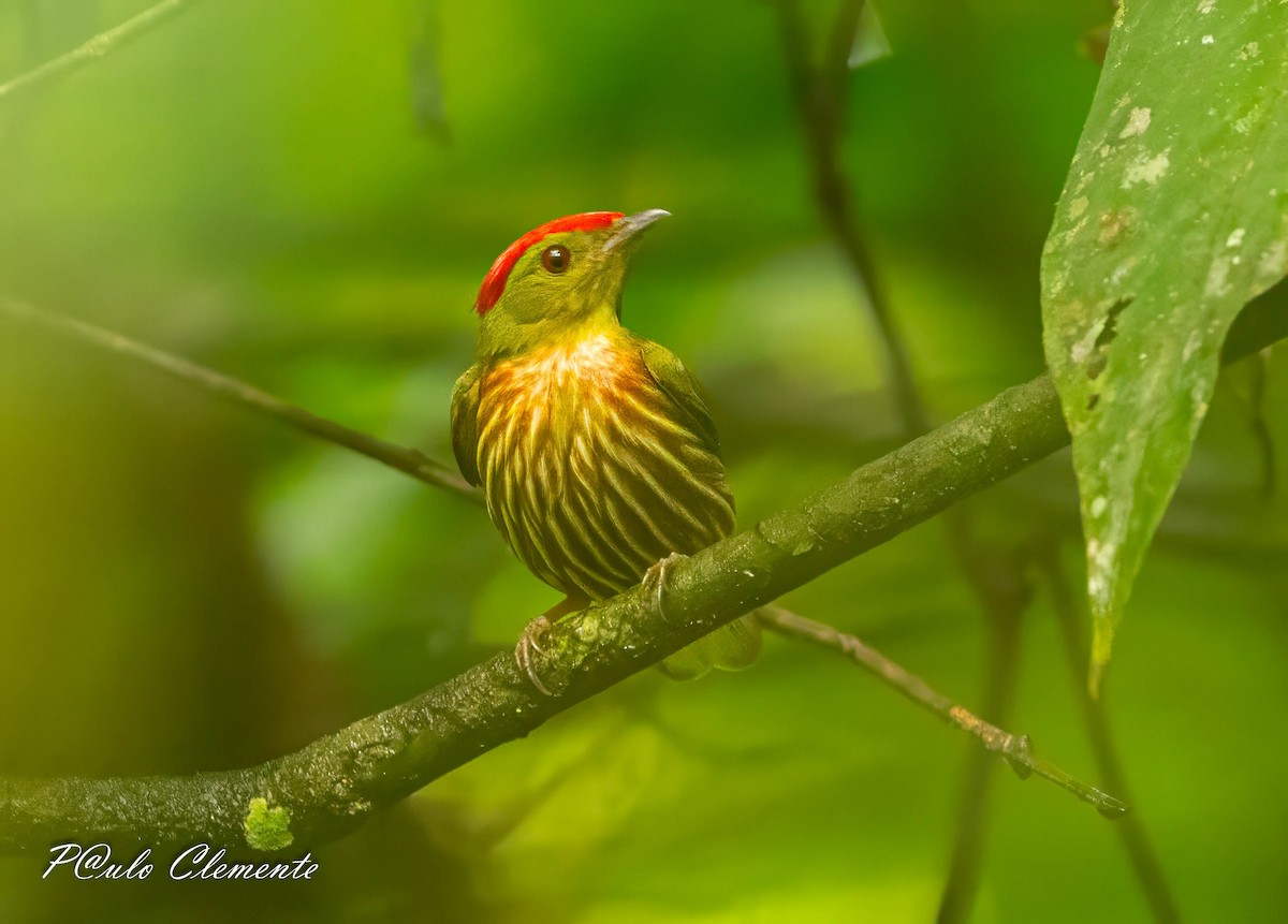 Striolated Manakin - ML643247208