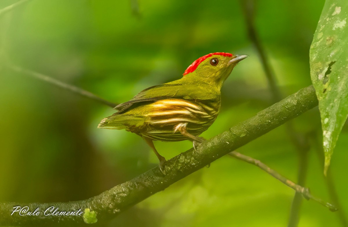 Striolated Manakin - ML643247209